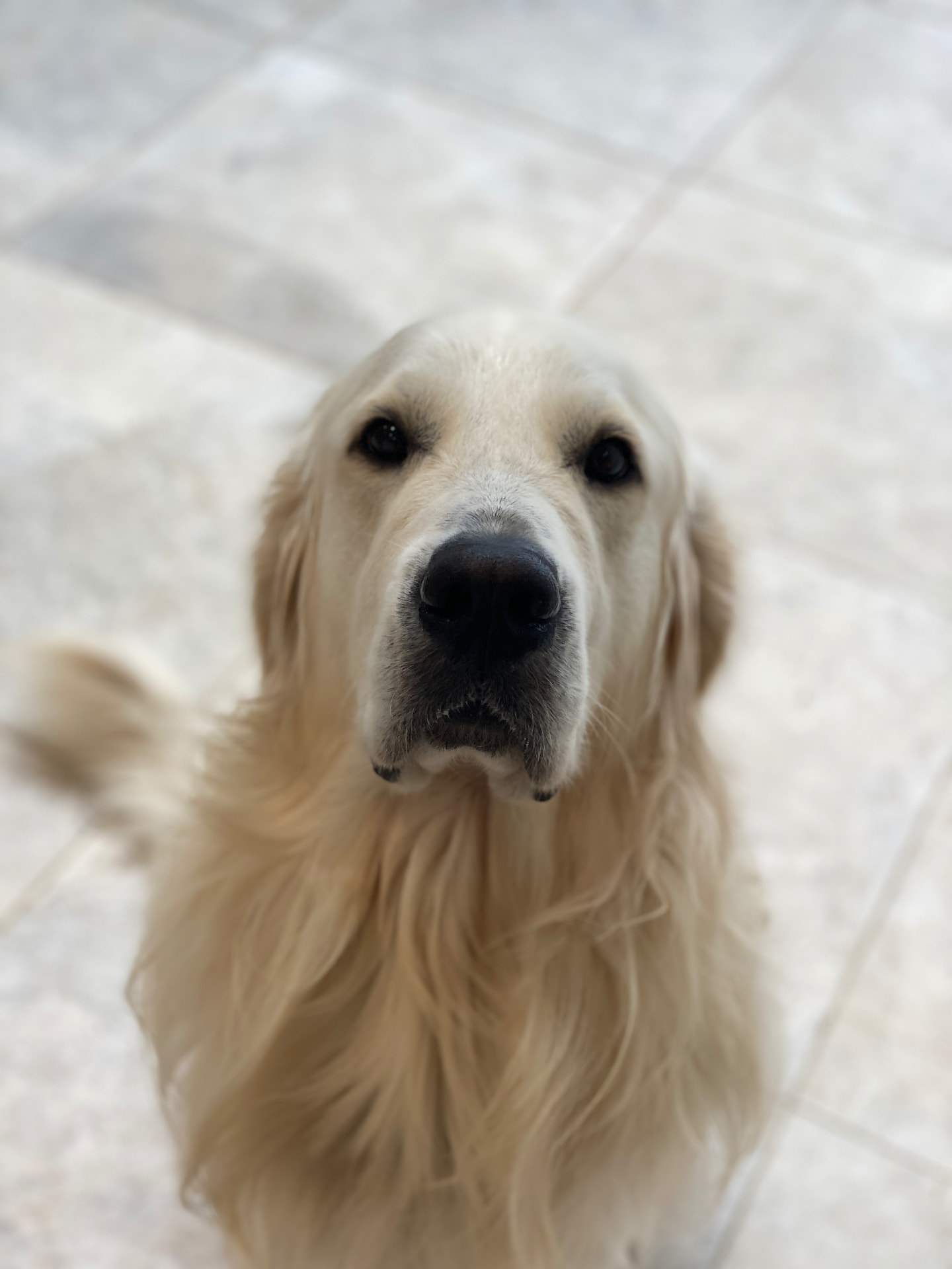 Golden retriever cared for by Comfy Pup