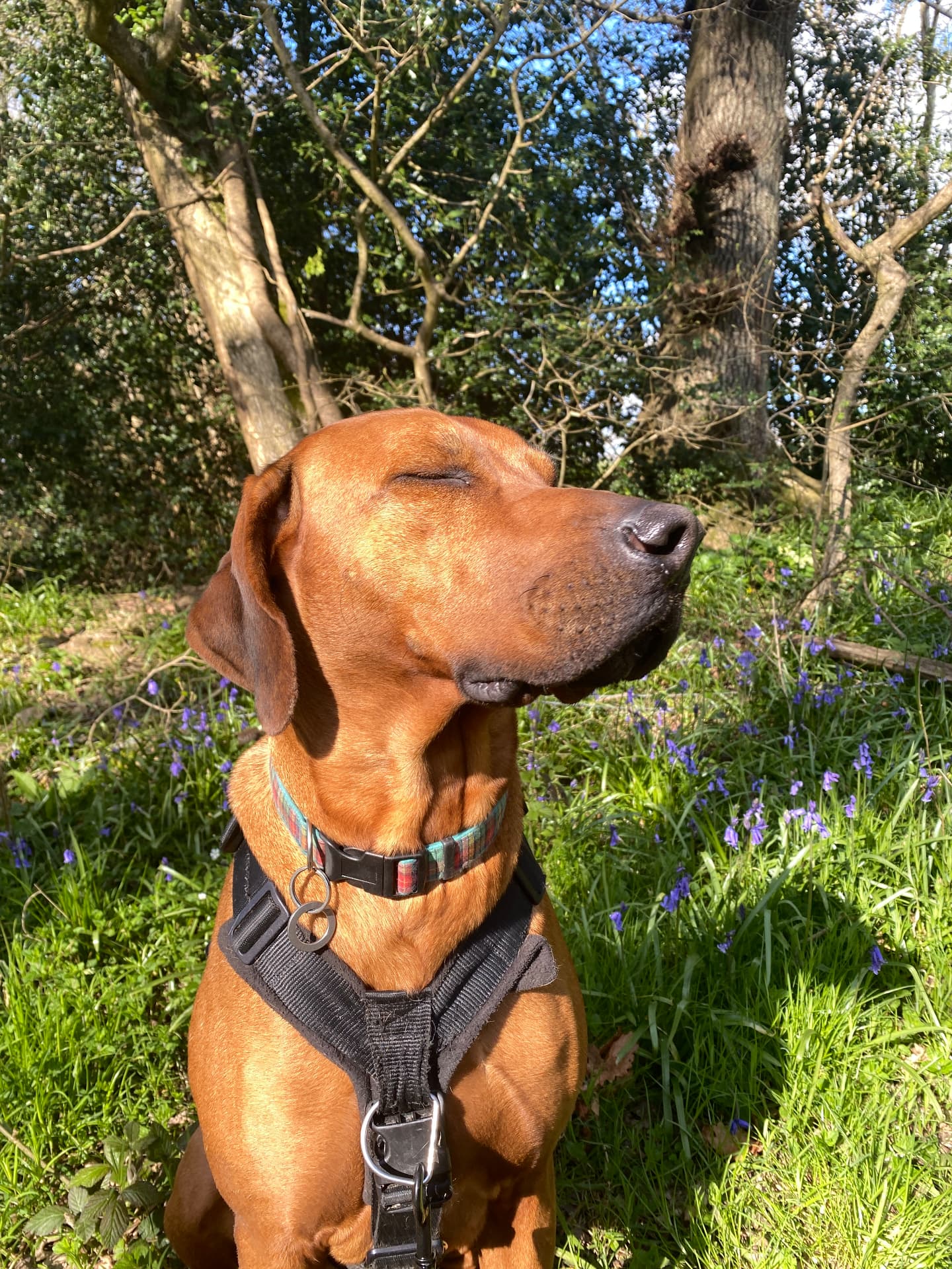 Dog enjoying a sunny woodland walk