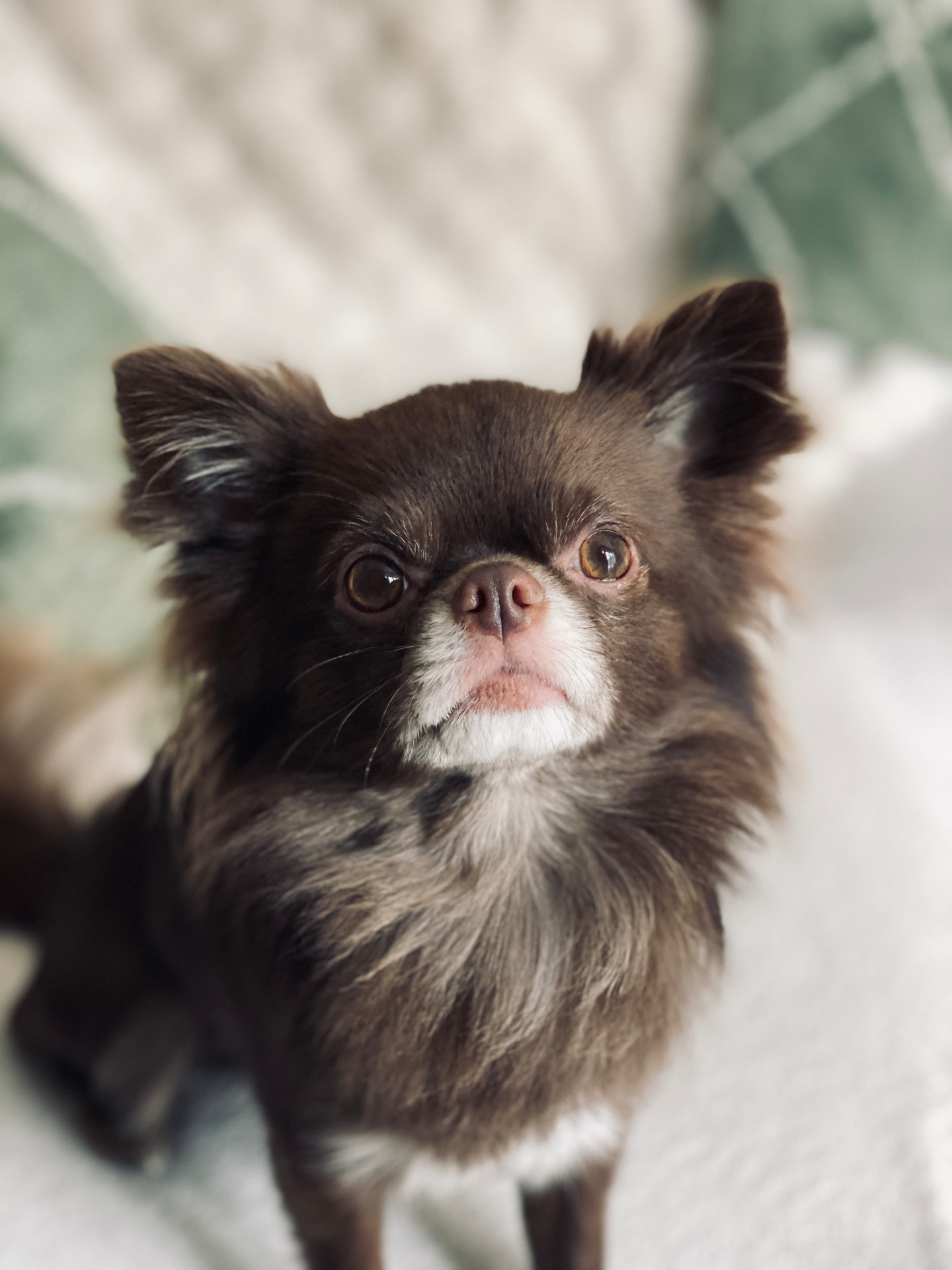 Small dog cared for by Comfy Pup
